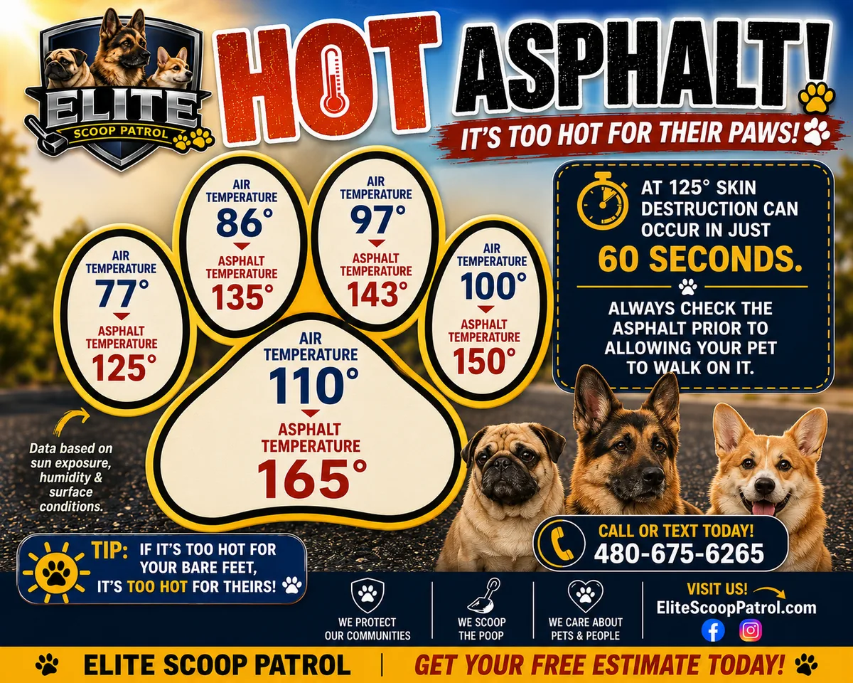 Hot Asphalt and Dog Paws: A Summer Reminder From People Who Love Dogs